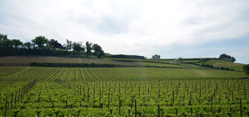 **Vignes verdoyantes sous ciel nuageux, vignoble.**