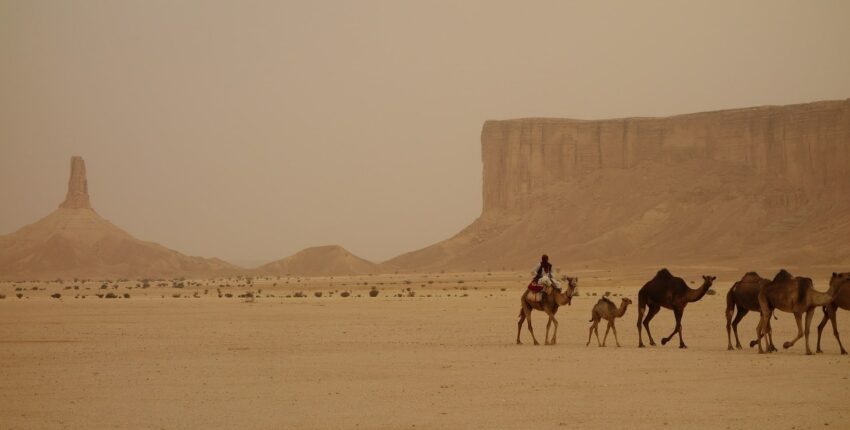 Caravane de chameaux dans le désert rocailleux.