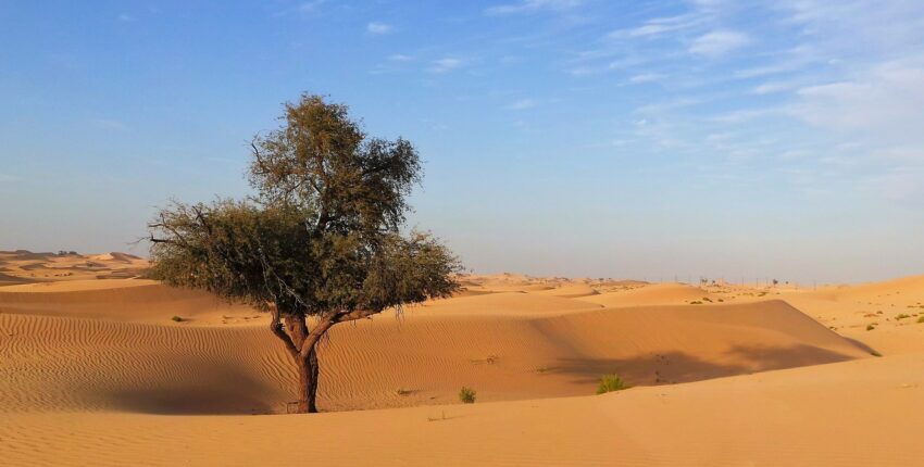 Sauvegarde désactivée

**Texte original :**
Un arbre solitaire se dresse dans un vaste désert avec des dunes de sable ondulantes sous un ciel bleu clair.

**Reformulation demandée (8 à 10 mots, incluant le titre de la page et conditions précises) :**

