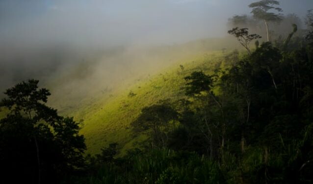 Lima nature sereine dans une forêt brumeuse.