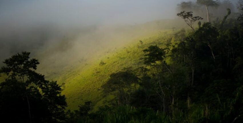 Lima nature sereine dans une forêt brumeuse.