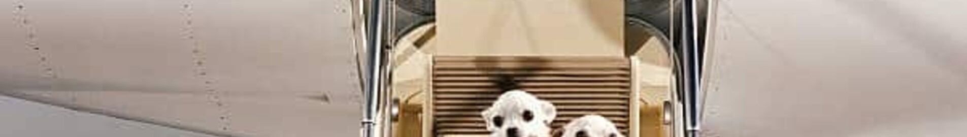 Traveling with a pet on a private jet
