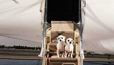 Traveling with a pet on a private jet