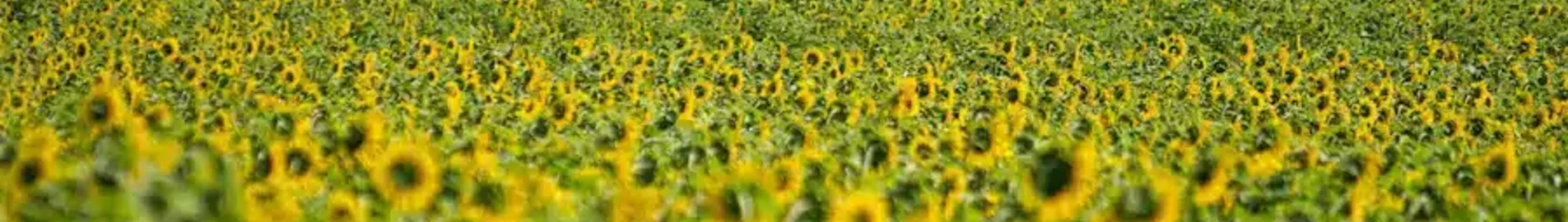 Private plane and helicopter rental in Bad Voslau