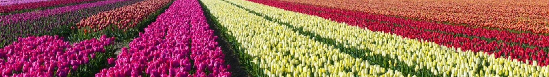 Private plane and helicopter rental in Hoogeveen