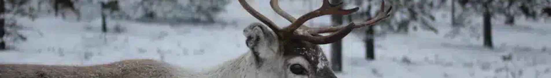 Private plane and helicopter rental in Idre