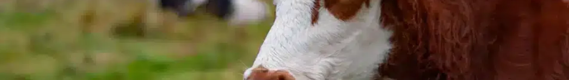 Private jet and helicopter charter in Ljungbyhed