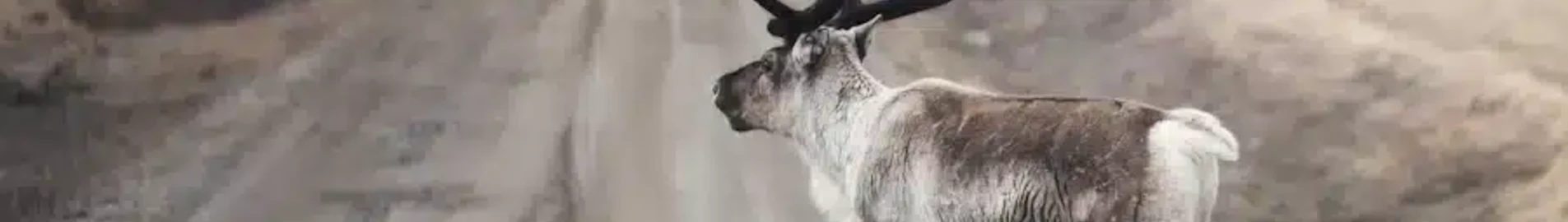 Private Jet and Helicopter Charter in Lycksele