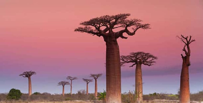 Madagascar: Private Jet Charter