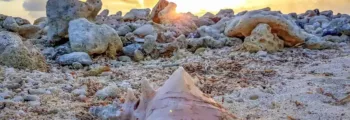 Alghero Fertilia : falaises, végétation, mer bleue.