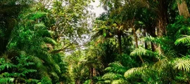 Tobago Scarborough Crown Point : Private Jet hire