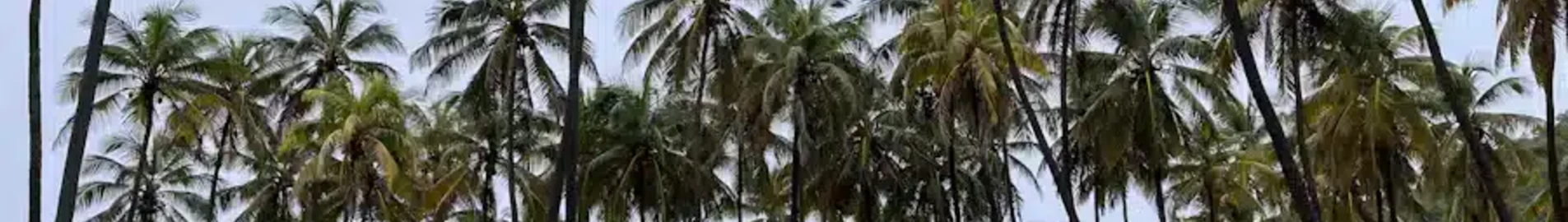 Private plane and helicopter rental in Union Island