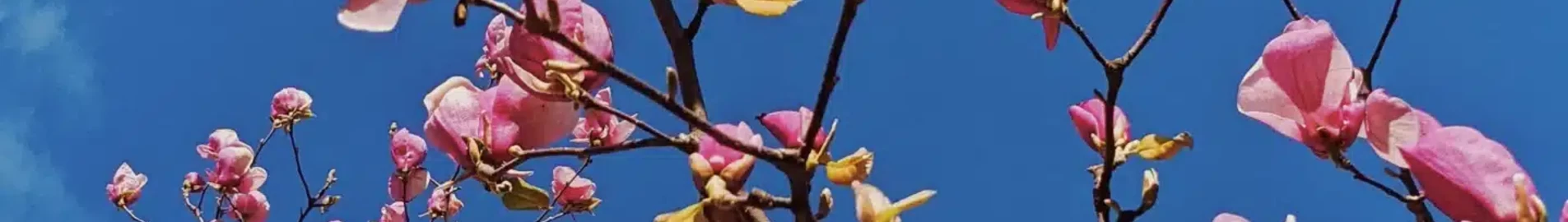 Private jet and helicopter charter in Uzgorod