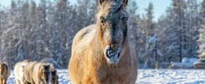 Private jet and helicopter charter in Yakutsk