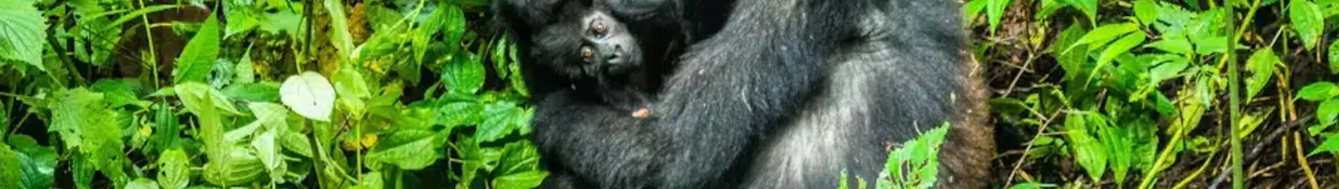 Private jet and helicopter charter in Isiro Matari