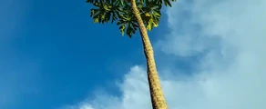 Private jet and helicopter charter in Kinshasa Ndjili Intl