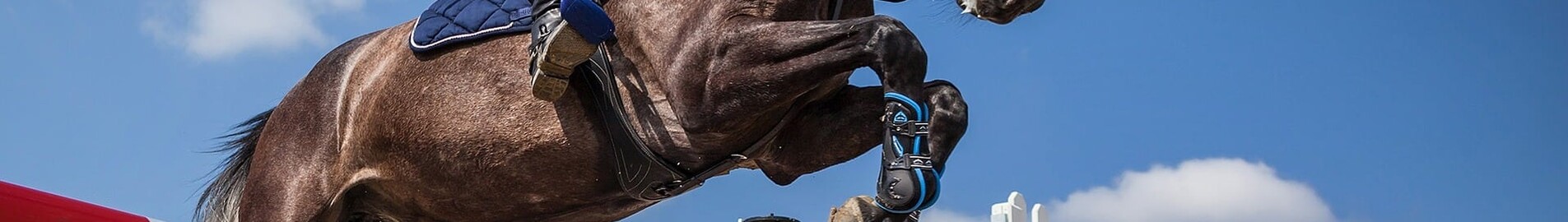 Transporting horses by cargo plane: procedures, prices, specialized companies and advantages