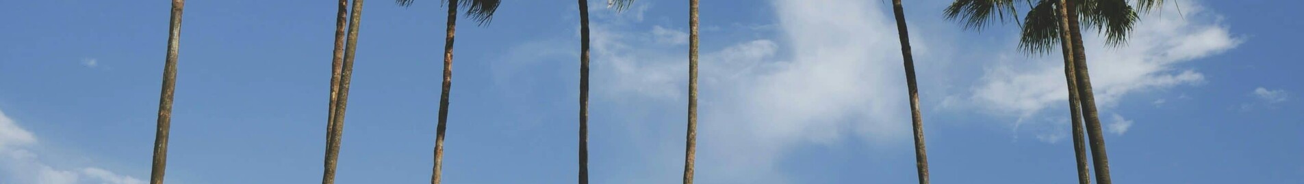 New York - Tampa: private jet hire