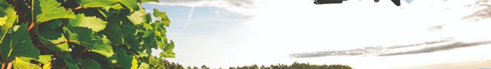 Burgundy vineyards: helicopter experience