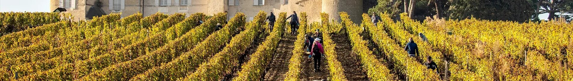 Bordeaux vineyards: helicopter experience